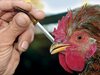 Эпизоотическая ситуация по гриппу птиц в мире